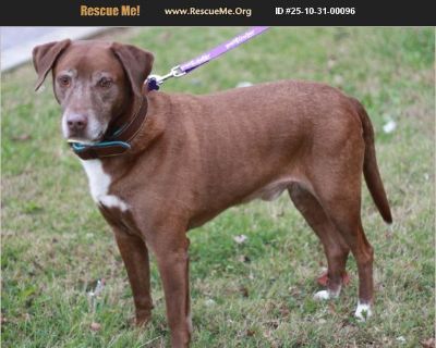 Coco - Male Adult Lab mix for Adoption