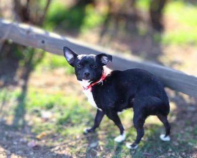 Diego - Chihuahua Male Dog for Adoption