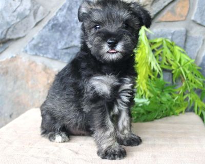 Donny - 8 Weeks Male Miniature Schnauzer Puppy for Sale