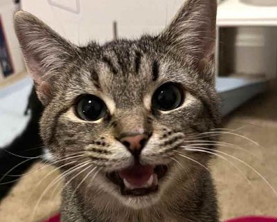 Daytona - Domestic Shorthair Female Cat for Adoption