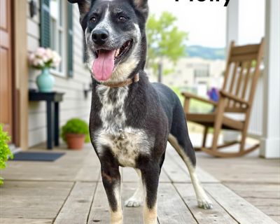 Rescue From Texas Molly is a 5-year-old, 65-pound Border Collie and German Shepherd mix. Molly was found at a gas station, where she was looking into every car, hoping someone would take her to a loving home or at least give her some food. But people either ignored her or pretended not to see her. Sometimes, though, luck comes around, and Molly was taken into a foster home. Safe and well-fed, s...