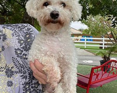 Candy - Maltese/Poodle (Miniature) Mix Female Dog for Adoption