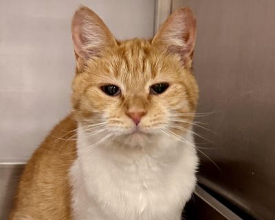 **** This week, this adorable cat can be found at the Adoption Center inside the PetSmart store located on the southeast corner of Middlebelt Road and I-96 in Livonia, Michigan. The store is situated behind the Meijer and Costco parking lot at 13150 Middlebelt Rd. Go up and meet this cutie! Meet Campfire, the adorable and lovable senior lady who's been waiting for a while for her forever home! ...