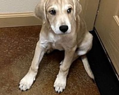 Cherry - Labrador Retriever Female Puppy for Adoption