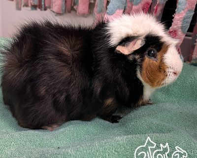 ROOTBEER - Guinea Pig Male for Adoption