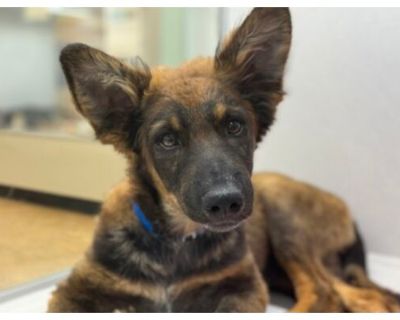 Blackjack - Australian Cattle Dog/Labrador Retriever Mix Male Puppy for Adoption