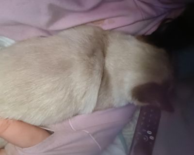 Characteristics Friendly, Gentle, Loves, Couch Coat length Short House-trained Yes Health Vaccinations up to date, spayed / neutered.. Adult Male Medium Buff & White , Chocolate Point