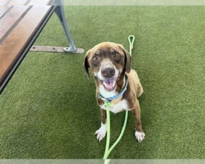 Senior * Location Waco, TX, 76706 USA USA *. Dog Breed: Beagle / Mixed (medium coat). Meet Tatum, a 10-yr-old, 18 lb. puppy at heart with the sweetest eyes! Loves to play with toys Likes to be brushed Does not act his age Knows `sit` Very treat-motivated Super friendly Meet Tatum at Pet Circle Regional Animal Center TODAY! Physical Attributes Coat Length: Medium Additional Information Was the D...