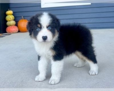 8 Weeks Old * Size at Maturity: Medium * Show Potential: Yes * Champion Bloodlines: Yes * Availability Date: 11/14/2025 * Shipping Area: Nationwide * Payment Method: Personal Check, Money Order/Cashier's Check, Paypal, Credit Cards, Cash *. AKC registrable litter sired by Northern Lights Lost Boy Wander and Maggie is our blue Merle female. All puppies tails have been docked and dew claws remove...