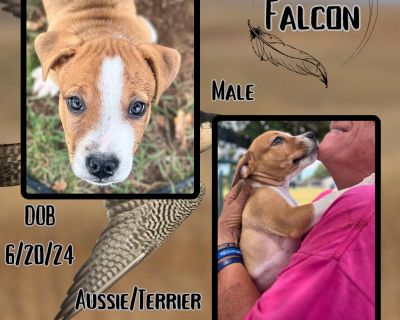 Falcon - Australian Shepherd & Terrier Mix Male Puppy for Adoption