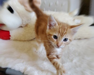 Meet Daniel, a Petstablished American Shorthair Cat