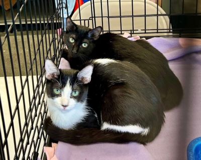 Athena and Artemis - bonded pair - Domestic Short Hair Mix Female Cat for Adoption