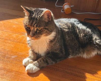 Simcha - American Shorthair Male Cat for Adoption