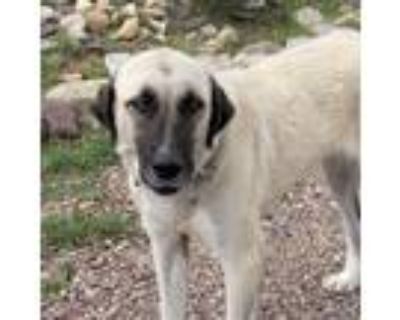Adopt Helga a Anatolian Shepherd / Mixed dog in Vail, AZ (38860590)