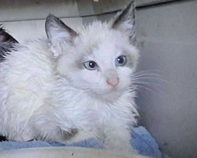 Egg Nog May - Siamese Male Cat for Adoption