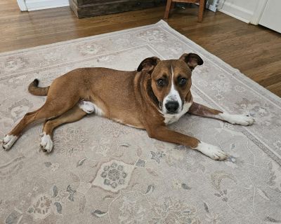 Hi, I m Jayden! I m a 2.5 year old brown and white boy with a big heart, a goofy personality, and a love for life that s downright contagious. Nobody s quite sure what mix of breeds I am my litter has eye dots and white tipped tails like herding dogs, maybe Australian Shepherd, with a little pit bull sprinkled in. But honestly, you d never guess from my energy level because I m more of a laid b...