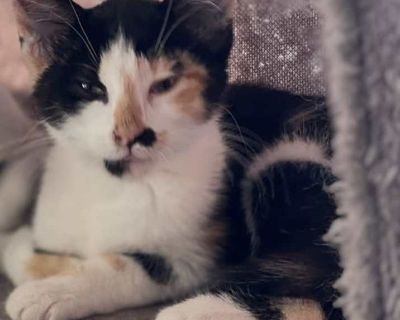 Child. Calico or dilute calico. Hair: short. You can fill out an adoption application online on our official website. Playful and affectionate kitten ready to bring joy to her forever home Meet Spicey! Spicey is a sweet and spirited young kitten with a fun-loving personality and a heart full of affection. Raised in a nurturing foster environment, she has grown into a social and confident little...