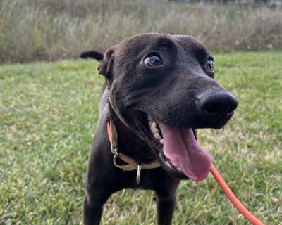 Meet Axel! Axel is a sweet, short little boy with a big, happy heart. This cheerful pup is a true social butterfly he loves making friends with people and dogs of all ages and is always ready to brighten someone s day with his gentle, joyful spirit. Axel thrives with a person by his side. Whether it s going for walks, cruising in the car, or tagging along on any adventure, he s always eager to ...