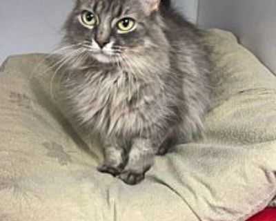 Daisy - Domestic Longhair Female Cat for Adoption