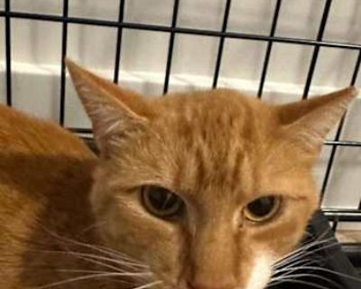 Found outside very shy but loves churu. Liked to get pet on the head but still needs a patient owner.. Not good with kids Not good with dogs Good with cats Needs experienced adopter Shots current Spayed / Neutered. Breed Tabby Color Orange or Red (Mostly) Age Adult Sex Female Pet ID Hair Length medium