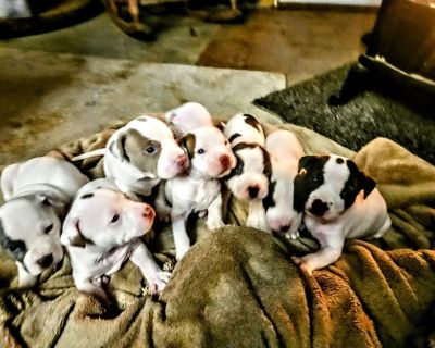 Pitbull Puppies (American Bullies)