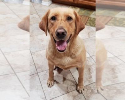 5 Years Old * Size at Maturity: Large * Show Potential: Yes * Champion Bloodlines: Yes * Champion Sired: Yes * Availability Date: 11/05/2025 * Shipping Area: Pick Up Only * Payment Method: Cash *. Beautiful Fox Red Labrador Retriever female. She is DNA health certified, OFA/OFE hip and elbow certified as Excellent, she is spayed, utd on all vaccines and is microchipped. She is great with other ...