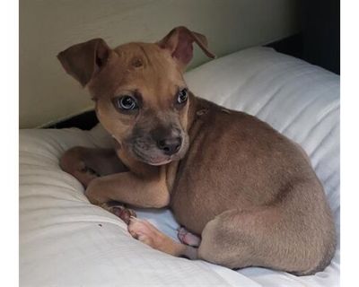 FRODO (ZENO) - American Pit Bull Terrier Male Puppy for Adoption