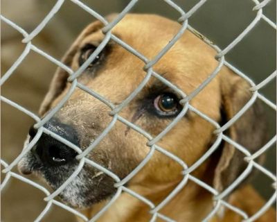 uncle - Male Puppy Foxhound / Lab for Adoption