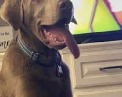 Banks - Labrador Retriever Male Dog for Adoption