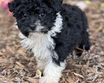 Buddy - 10 Weeks Male Havanese Puppy for Sale