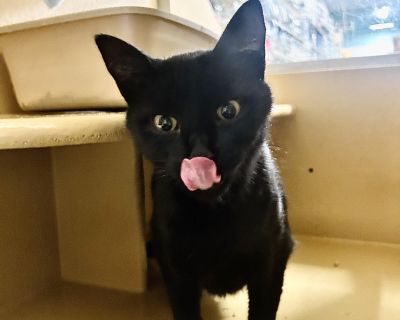 As you can see, Tank is a little shy at the moment, as she adjusts to her current surroundings. Totally understandable! But she is slowly coming out of her shell and we have already discovered that this gentle girl loves a little treat and scratches with the back scratcher. She just needs someone who will show her some patience and love, and be just as obsessed about her thumbs as we are! Pleas...