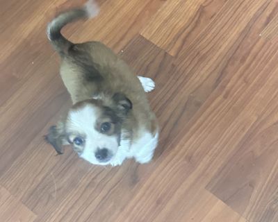 Maple - Chihuahua & Shih Tzu Mix Female Puppy for Adoption