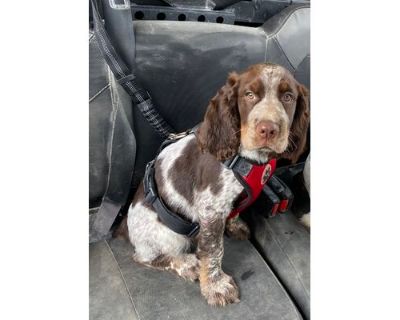 Asher - English Springer Spaniel Male Puppy for Adoption