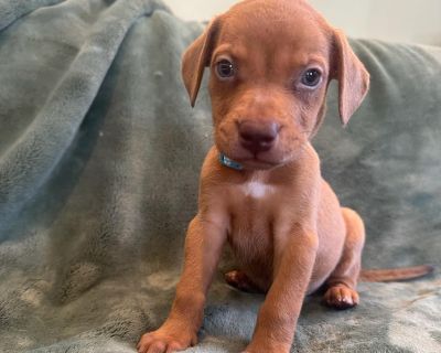 Embers - Labrador Retriever Mix Female Puppy for Adoption