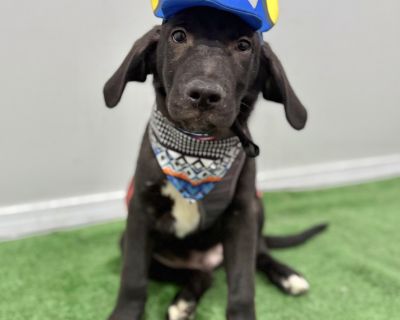 Exciting News: This adorable pup will be at an adoption event near you! Check our website: https://AmazingDogsRescue.org/dogs/ Or call 888.508.8943 (Monday to Sunday, 8 AM to 8 PM).. Out-of-town pets are cared for by non-local organizations who can make arrangements for the pet to be transported to your area. Learn More. Puppy Male Medium Black , White / Cream