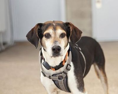 Dobby - Mountain Cur/Treeing Walker Coonhound Mix Male Dog for Adoption