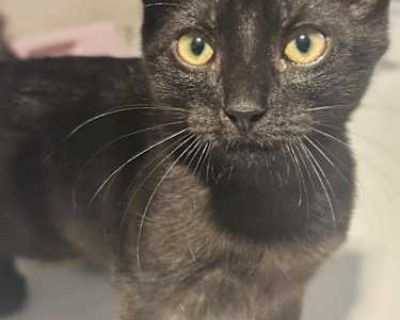 Meet Mortis! Mortis is a sleek little black kitten with a heart of gold and a purr that turns on the moment you lift him. He s the definition of a lap cat laid-back, affectionate, and happiest when he s curled up on a person s lap or snuggled into bed with his humans. This lovable boy gets along wonderfully with other cats and children, and while he hasn t met dogs yet, his easygoing personalit...