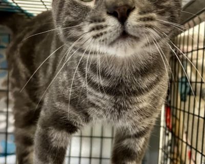 ***If you can see me, I am still available! We prefer everything regarding adoption be done via email, this way we can answer any time or day! We like to have an application submitted before scheduling a visit but it's not required, an email conversation is great! If you don t have access to email, no worries, please call 401 680 7591. We differ from other shelters by offering a one-on-one expe...