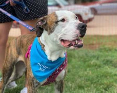 Jupiter - American Pit Bull Terrier/American Bulldog Mix Female Dog for Adoption