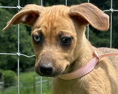 Demi - Labrador Retriever & Chihuahua Mix Female Puppy for Adoption