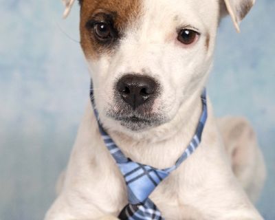 Jackpot - Jack Russell Terrier & Shepherd Mix Male Dog for Adoption