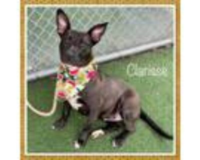 Adopt CLARISSE a Pit Bull Terrier