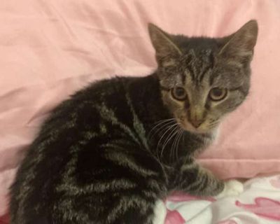 I was found on the streets cared for by a group of volunteers that took me in amongst my siblings.. Good with kids Not good with dogs Good with cats Needs experienced adopter Shots current Spayed / Neutered. Breed Tabby Color Brown Tabby Age 6 months old, Kitten Sex Female Pet ID Hair Length short