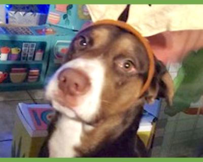 Ace - Labrador Retriever & Pit Bull Terrier Mix Male Dog for Adoption