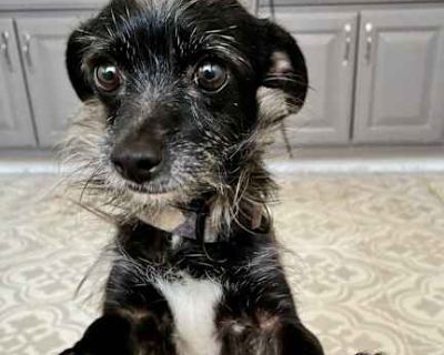 Maizy - Terrier (Unknown Type, Small) Female Dog for Adoption