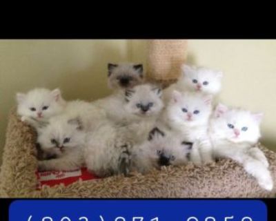 Dollface Persian Kittens