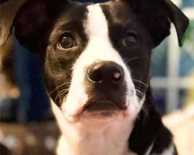 Ragan - Terrier (Unknown Type, Medium) Male Puppy for Adoption