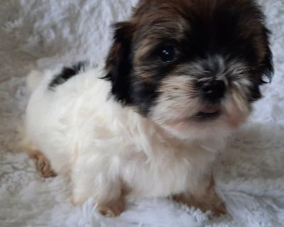 HAVANESE PUPPY CKC REG