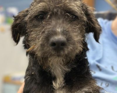 Terry Litter - Mixed Breed Female Dog for Adoption