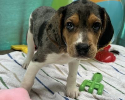 Papaya - Treeing Walker Coonhound Mix Male Puppy for Adoption